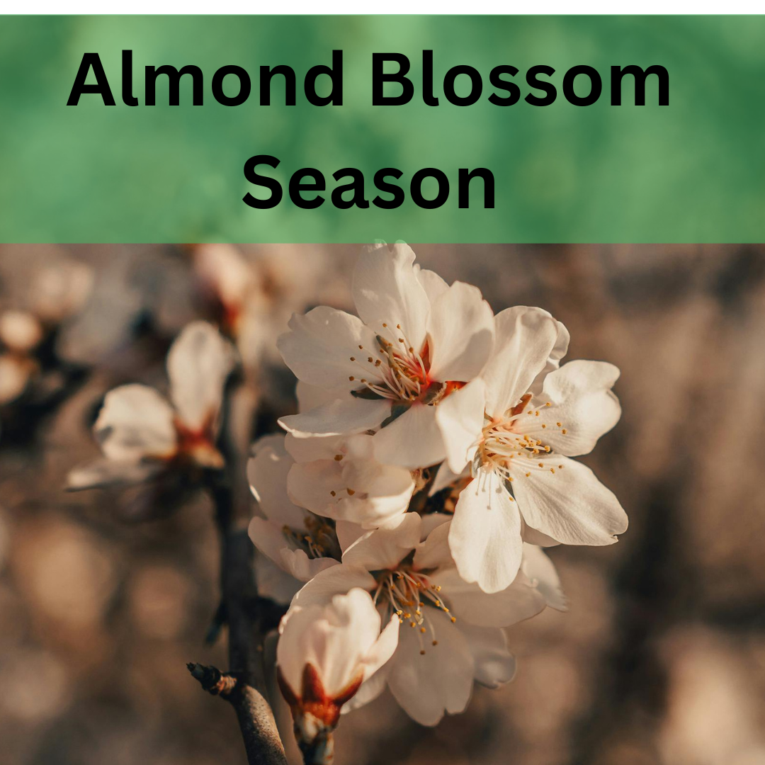 Almond Blossom in the Alpujarra