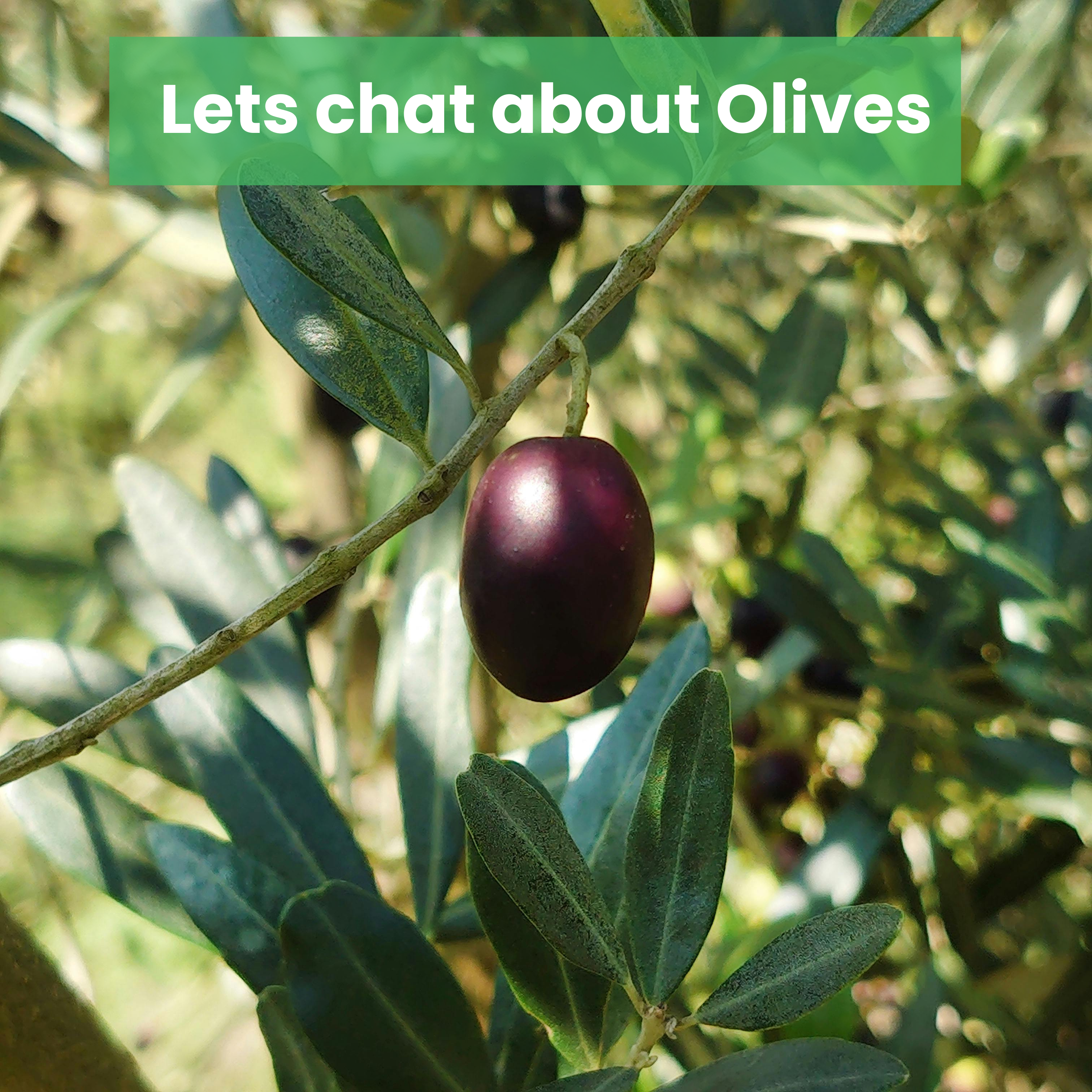 Olive oil production in Spain